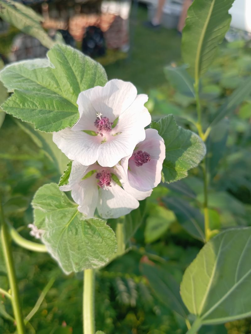 Althaea officinalis